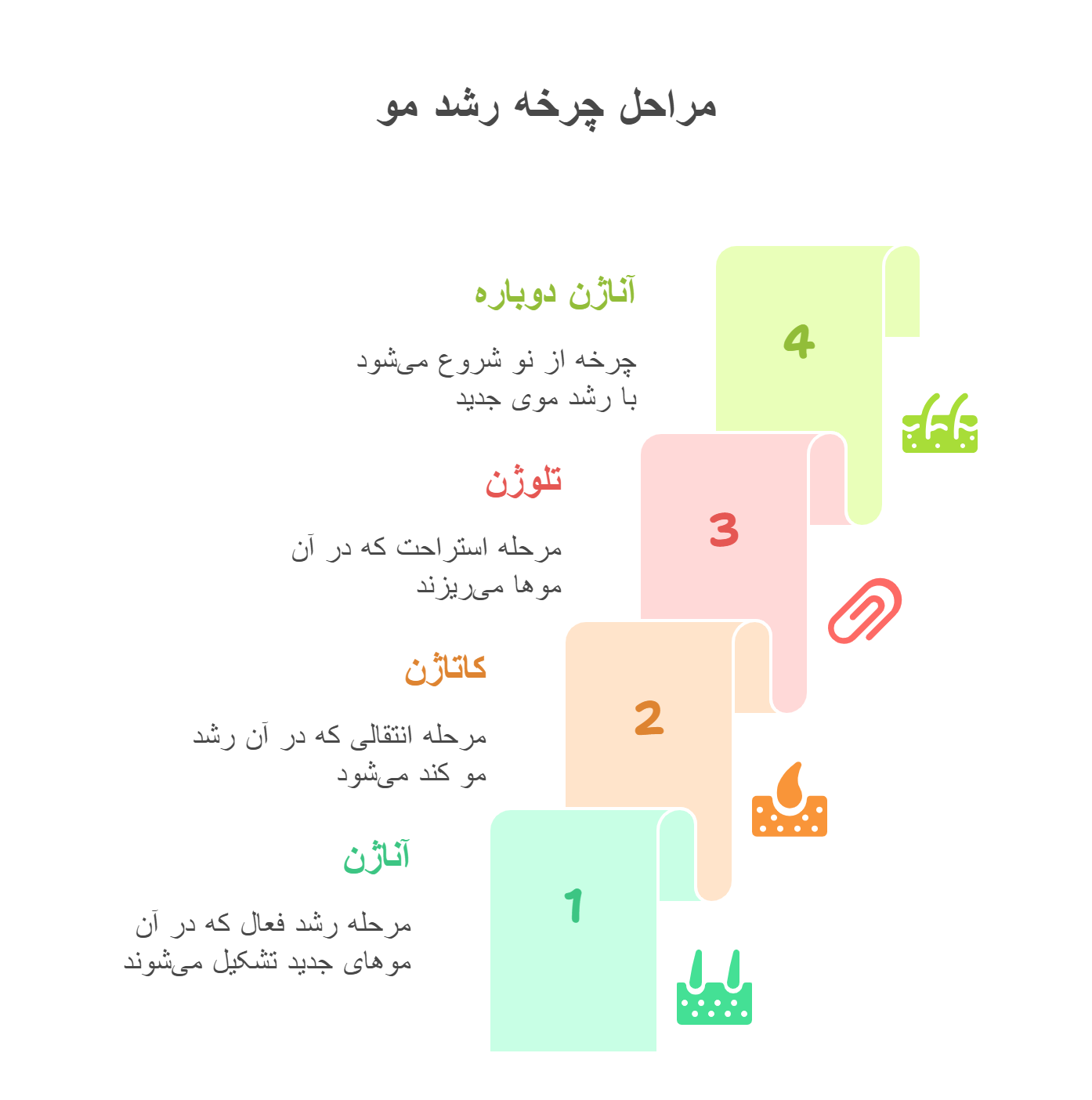 مراحل رشد مو